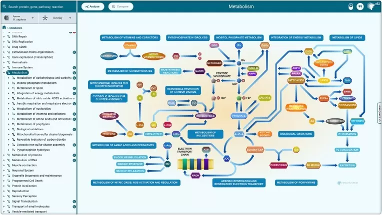 Hierarchical pathway organization in Reactome showing the multi-level structure from broad biological categories to specific molecular reactions